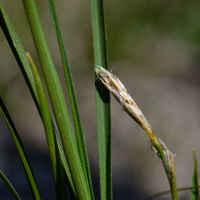 Carex humilis Leyss., © 2022, Philippe Juillerat – Davo Plattas
