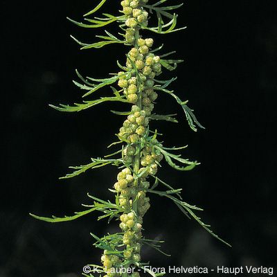 Artemisia biennis Willd., © 2022, Konrad Lauber – Flora Helvetica – Haupt Verlag