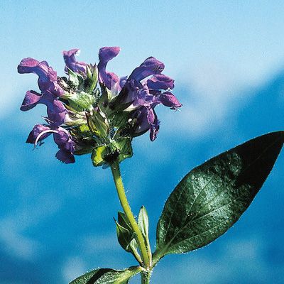 Prunella grandiflora (L.) Scholler, © 2022, Konrad Lauber – Flora Helvetica – Haupt Verlag