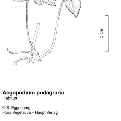 Aegopodium podagraria L., © 2022, Stefan Eggenberg – Flora Vegetativa © Haupt Verlag