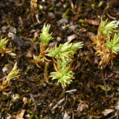 Scleranthus annuus subsp. polycarpos (L.) Bonnier & Layens, © Copyright Christophe Bornand