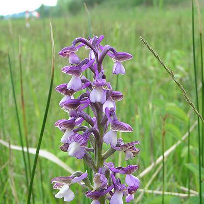 Orchis morio L., 15 May 2006, © 2006, Peter Bolliger – Schmerikon