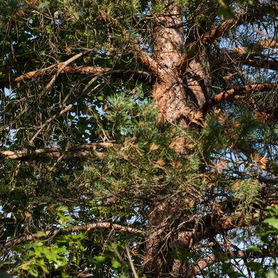 Pinus sylvestris L., 22 August 2015, © Copyright Françoise Alsaker – Pinaceae / Rinde im oberen Teil orange / kleinere Nadeln als nigra
