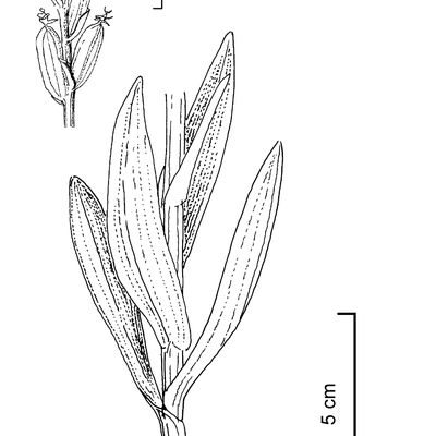 Dactylorhiza sambucina (L.) Soó, 2 December 2022, © 2022, Stefan Eggenberg – Flora Vegetativa - Haupt Verlag
