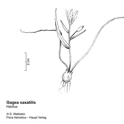 Gagea saxatilis (Mert. & W. D. J. Koch) Schult. & Schult. f., © 2022, Stefan Eggenberg – Flora Vegetativa - Haupt Verlag