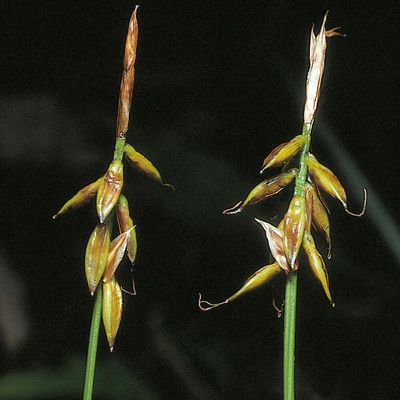 Carex pulicaris L., © 2022, Konrad Lauber – Flora Helvetica – Haupt Verlag