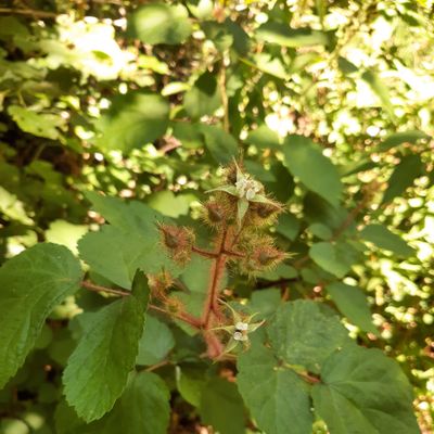 Rubus phoenicolasius Maxim., 13 June 2021, © Copyright 2021 Brigitte Marazzi