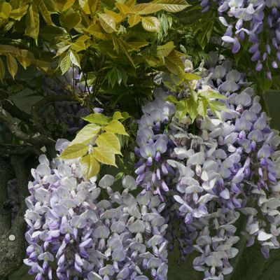 Wisteria sinensis (Sims) Sweet, © Copyright Christophe Bornand