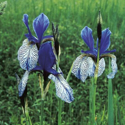 Iris sibirica L., © 2022, Konrad Lauber – Flora Helvetica – Haupt Verlag