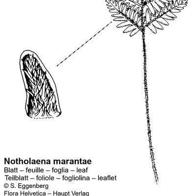 Notholaena marantae (L.) Desv., © 2022, Stefan Eggenberg – Flora Vegetativa - Haupt Verlag