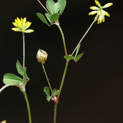 Trifolium dubium Sibth., © Copyright Christophe Bornand