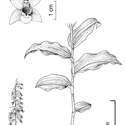 Epipactis helleborine (L.) Crantz, 2 December 2022, © 2022, Stefan Eggenberg – Flora Vegetativa - Haupt Verlag