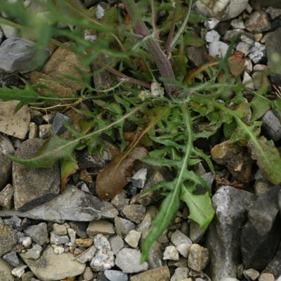 Crepis tectorum L., © Copyright Christophe Bornand