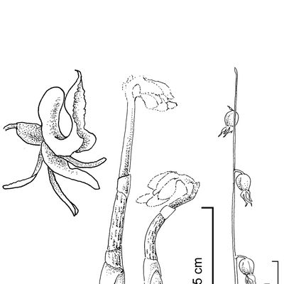 Epipogium aphyllum Sw., 2 December 2022, © 2022, Stefan Eggenberg – Flora Vegetativa - Haupt Verlag