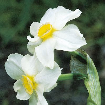 Narcissus ×medioluteus Mill., © 2022, Konrad Lauber – Flora Helvetica – Haupt Verlag