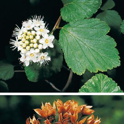 Physocarpus opulifolius (L.) Maxim., © 2022, Konrad Lauber – Flora Helvetica – Haupt Verlag
