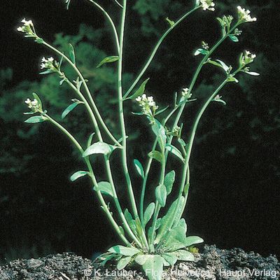 Arabidopsis thaliana (L.) Heynh., © 2022, Konrad Lauber – Flora Helvetica – Haupt Verlag