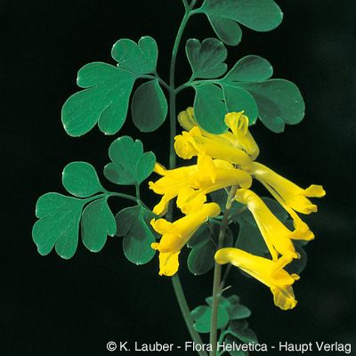 Corydalis lutea (L.) DC., © 2022, Konrad Lauber – Flora Helvetica – Haupt Verlag