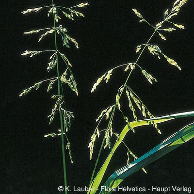Poa hybrida Gaudin, © 2022, Konrad Lauber – Flora Helvetica – Haupt Verlag