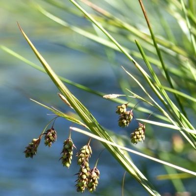 Carex paupercula Michx., © 2016, R. & P. Bolliger – Arnisee (UR)