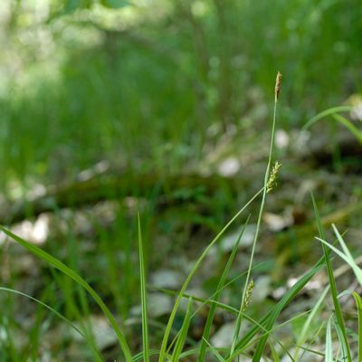 Carex pilosa Scop., © 2022, Philippe Juillerat – Bienne, Pavillon - Hohflue