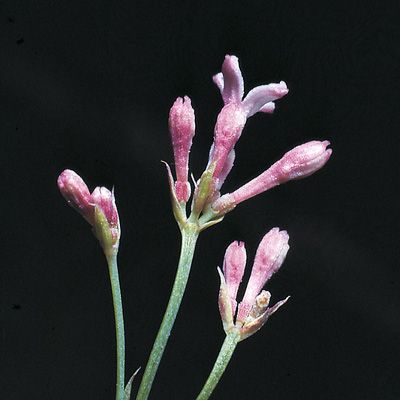 Asperula aristata L. f., © 2022, Konrad Lauber – Flora Helvetica – Haupt Verlag