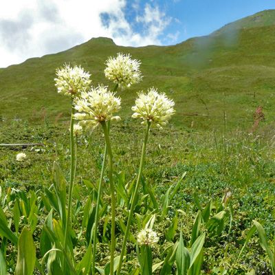 Allium victorialis L., 8 July 2008, © 2008, Peter Bolliger – Lukmanier