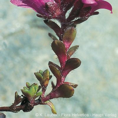 Saxifraga ×kochii Hornung, © 2022, Konrad Lauber – Flora Helvetica – Haupt Verlag