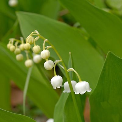 Convallaria majalis L., © 2007, Beat Bäumler – La Dôle (VD)