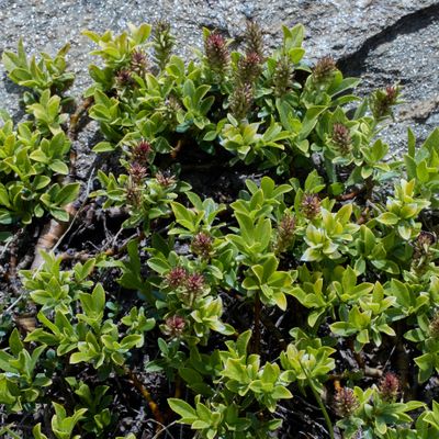Salix breviserrata Flod., © 2022, Hugh Knott – Zermatt