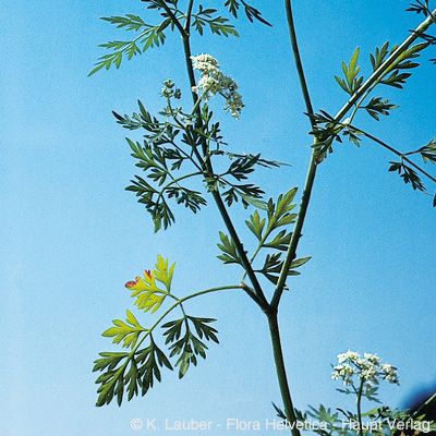 Aethusa cynapium L., © 2022, Konrad Lauber – Flora Helvetica – Haupt Verlag