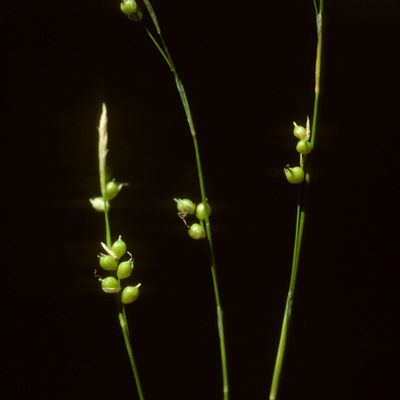 Carex alba Scop., © Copyright Christophe Bornand
