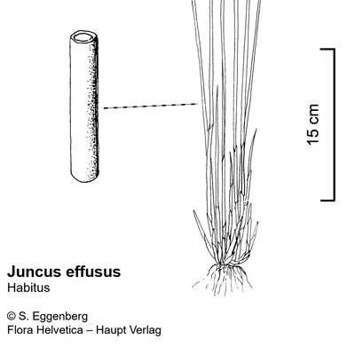 Juncus effusus L., © 2022, Stefan Eggenberg – Flora Vegetativa - Haupt Verlag