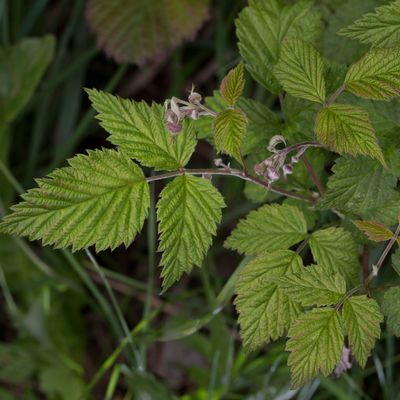 Rubus idaeus L., 3 May 2017, © Copyright Françoise Alsaker – Rosaceae