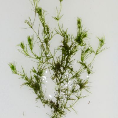 Chara strigosa A. Braun, © 2014, A. Schwarzer – Aspect général de Chara strigosa s. str.