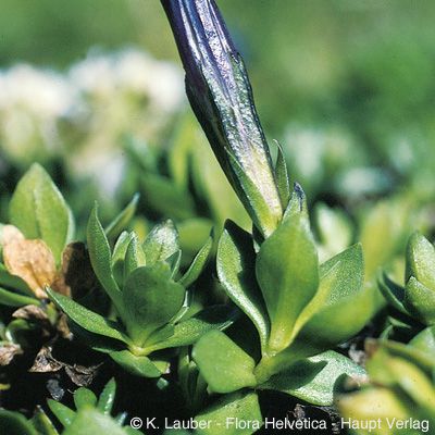 Gentiana brachyphylla Vill., © 2022, Konrad Lauber – Flora Helvetica – Haupt Verlag