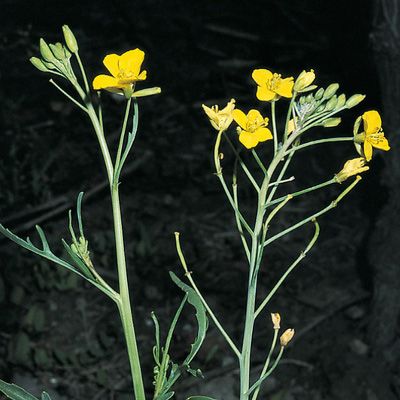 Diplotaxis tenuifolia (L.) DC., © 2022, Konrad Lauber – Flora Helvetica – Haupt Verlag