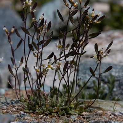 Draba siliquosa M. Bieb., © 2022, Hugh Knott – Zermatt