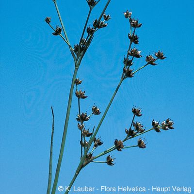 Juncus articulatus L., © 2022, Konrad Lauber – Flora Helvetica – Haupt Verlag
