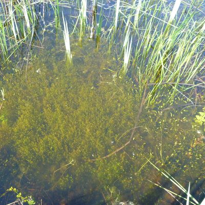 Nitella opaca (Bruzelius) C. Agardh, 29 April 2016, © 2016, D. Auderset Joye – Nitella opaca peut former des zones denses, comme dans cet étang (Vaucher Est dans le marais des Prés de Villette, Gy,CH-Ge).
