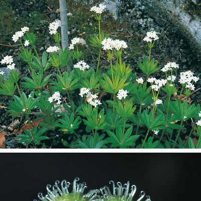 Galium odoratum (L.) Scop., © 2022, Konrad Lauber – Flora Helvetica – Haupt Verlag