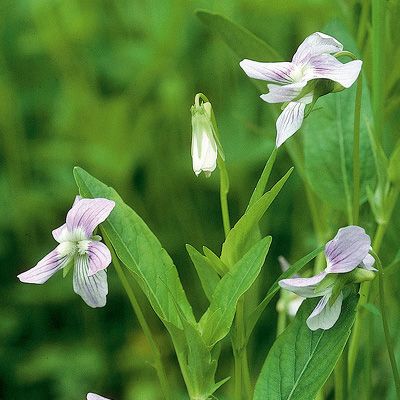 Viola pumila Chaix, © 2022, Konrad Lauber – Flora Helvetica – Haupt Verlag