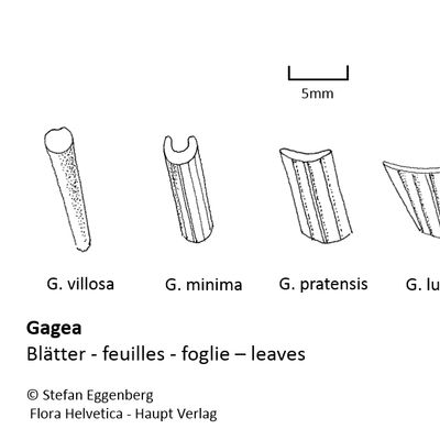 Gagea lutea (L.) Ker Gawl., © 2022, Stefan Eggenberg – Flora Vegetativa - Haupt Verlag