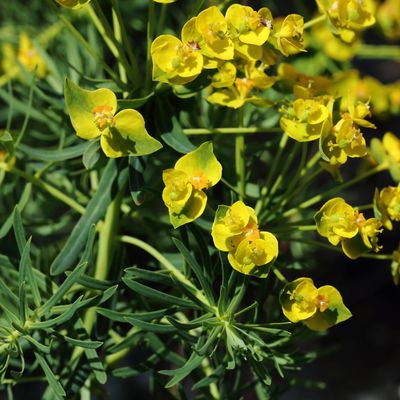 Euphorbia cyparissias L., © 2022, Hugh Knott – Zermatt