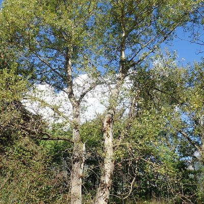Populus nigra L. subsp. nigra, © Copyright Christophe Bornand