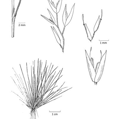 Corynephorus canescens (L.) P. Beauv., © Copyright 2026 Stefan Eggenberg