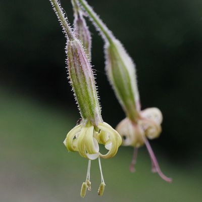 Silene nutans subsp. insubrica (Gaudin) Soldano, © 2022, Andreas Gygax – Monte Baldo (I)
