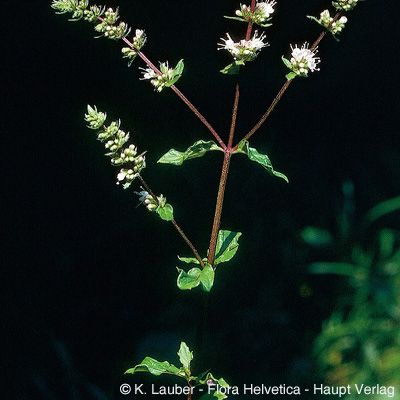 Mentha spicata L., © 2022, Konrad Lauber – Flora Helvetica – Haupt Verlag