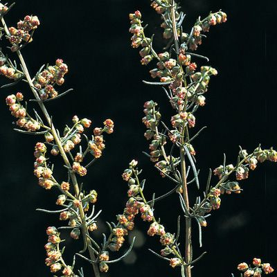 Artemisia campestris L. subsp. campestris, © 2022, Konrad Lauber – Flora Helvetica – Haupt Verlag