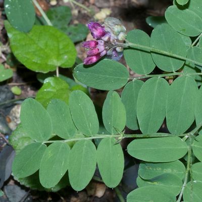 Lathyrus niger (L.) Bernh., 16 May 2018, Françoise Alsaker – Fabaceae